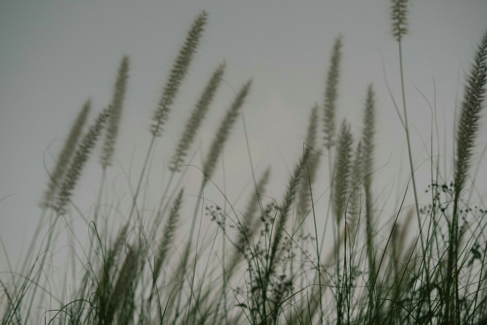 Photo by David Kristianto a bunch of tall grass blowing in the wind